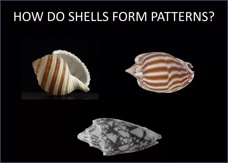 Shell patterns